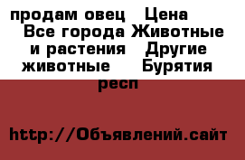  продам овец › Цена ­ 100 - Все города Животные и растения » Другие животные   . Бурятия респ.